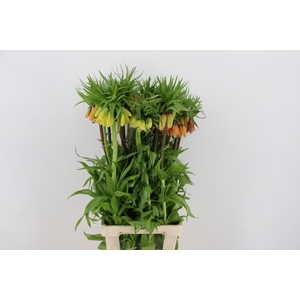 FRIT IMPERIALIS MIX 085CM