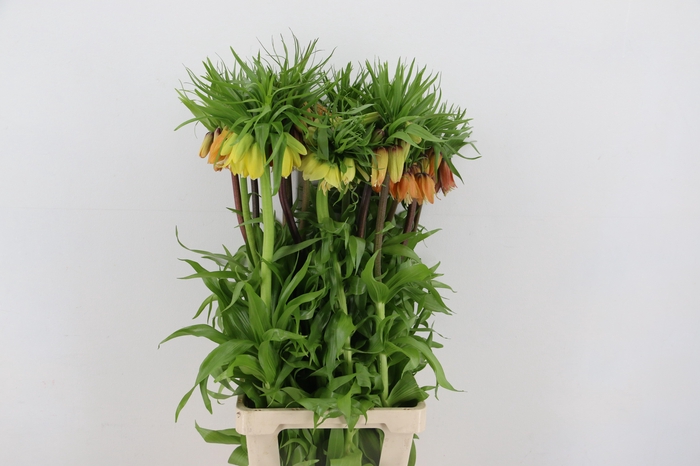 <h4>FRIT IMPERIALIS MIX 085CM</h4>