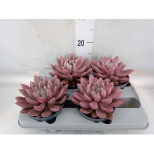 Succulents   ...