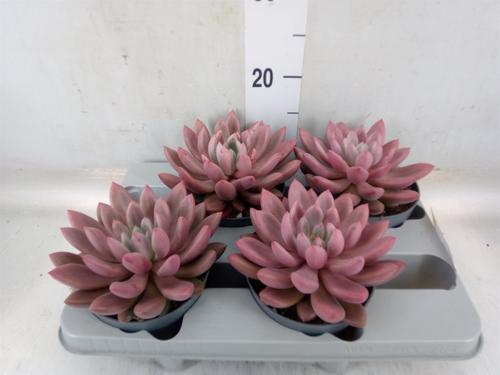 <h4>Succulents   ...</h4>