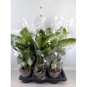 Dieffenbachia seg. 'Reeva'