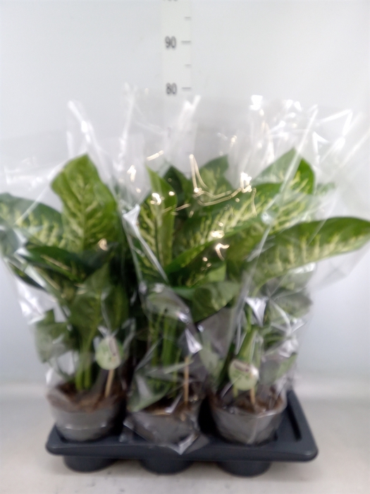 <h4>Dieffenbachia seg. 'Reeva'</h4>