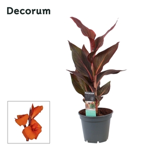 Canna Durban (Decorum)