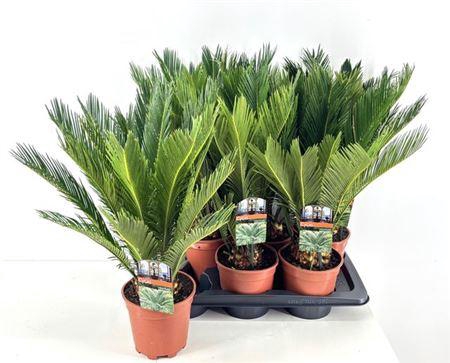 <h4>Cycas Revoluta</h4>