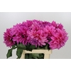 Dahlia Cafe Au Lait Rose