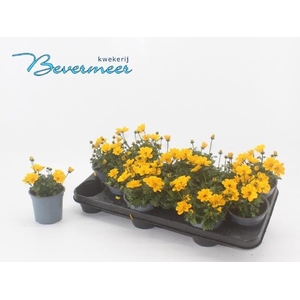 BID FE GOLDEN EMPIRE