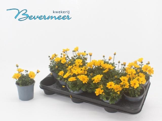 <h4>BID FE GOLDEN EMPIRE</h4>