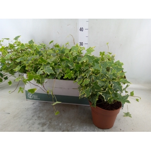Hedera   ...mix
