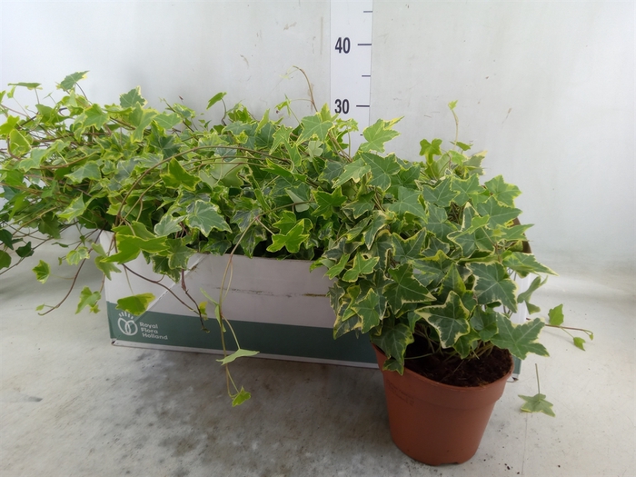 <h4>Hedera   ...mix</h4>