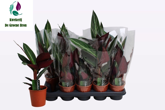 <h4>STROM SA STRIPESTAR</h4>