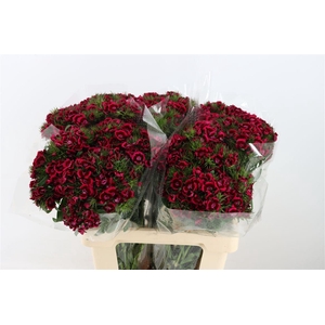 Di Barb Breanthus Jolly Purple Pink