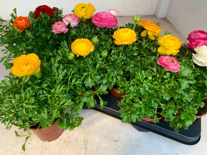 <h4>RANUN SPRINK GEM</h4>