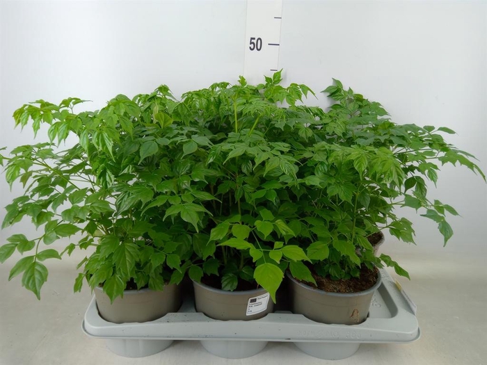 <h4>Radermachera sinica</h4>