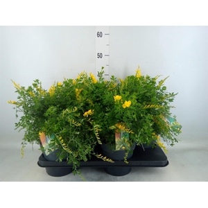 Genista spachiana