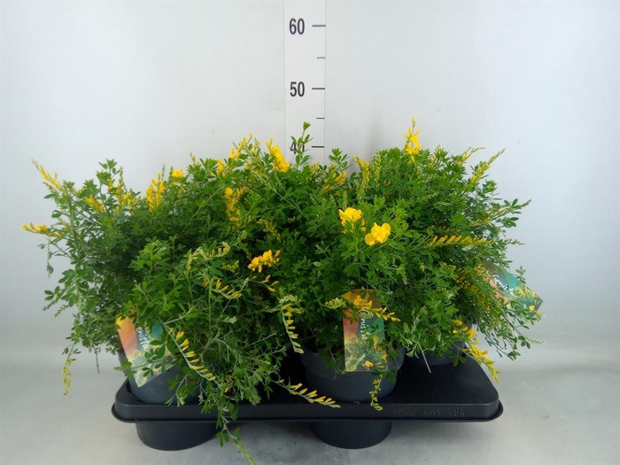 <h4>Genista spachiana</h4>