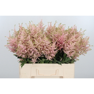 Astilbe Europa Roze
