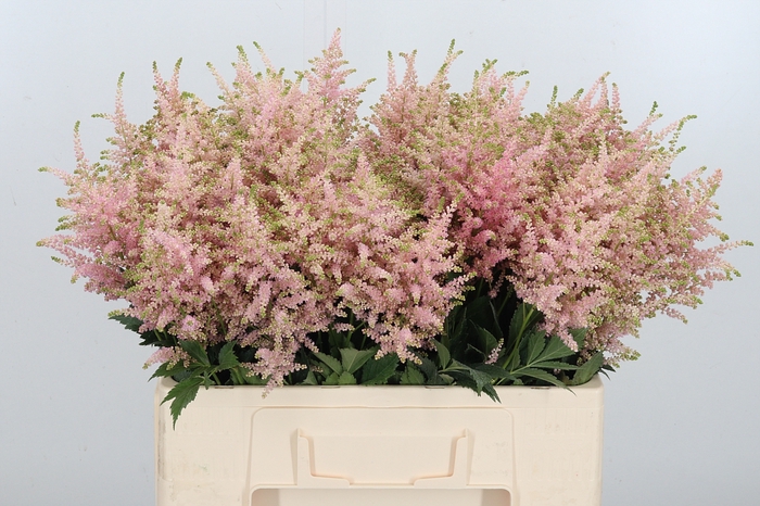 <h4>Astilbe Europa Roze</h4>