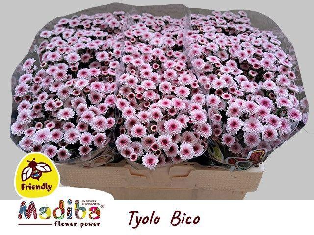 CHR S MAD TYOLO BICO