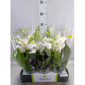 Phalaenopsis   ...white
