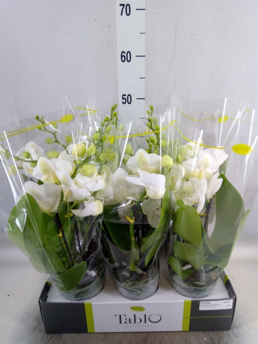 <h4>Phalaenopsis   ...white</h4>