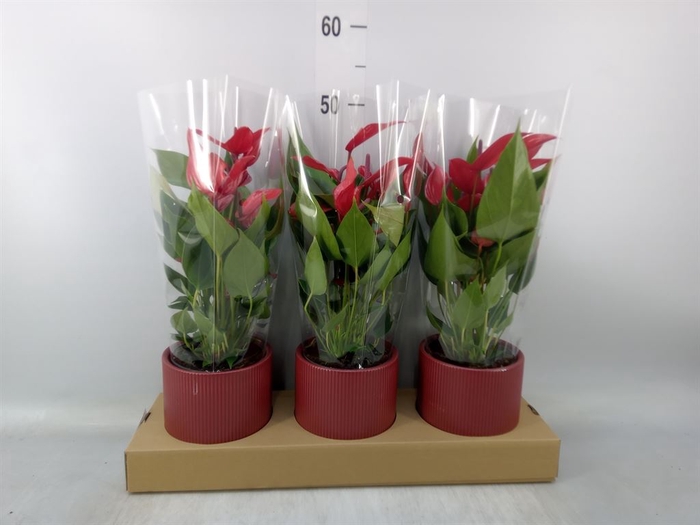 <h4>Anthurium  'Banderola Lava'</h4>