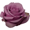 ROSA COOL WATER 060 CM ESTUFA