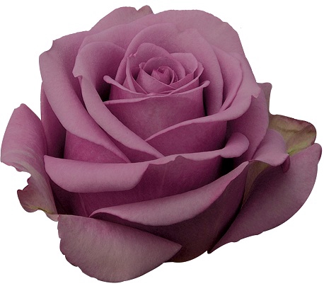 ROSA COOL WATER 060 CM ESTUFA