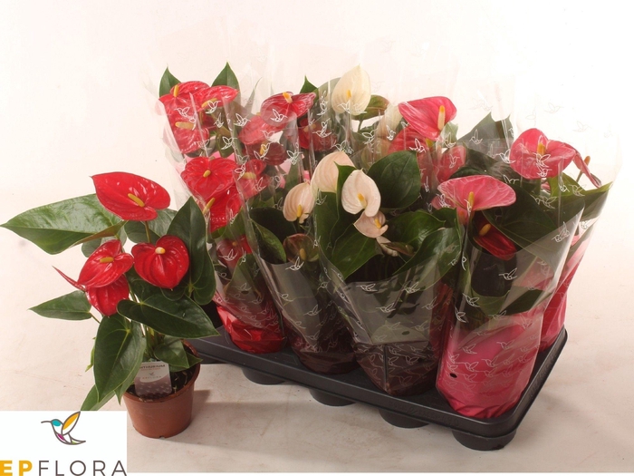 <h4>ANTHU AN GEM 3 KL</h4>