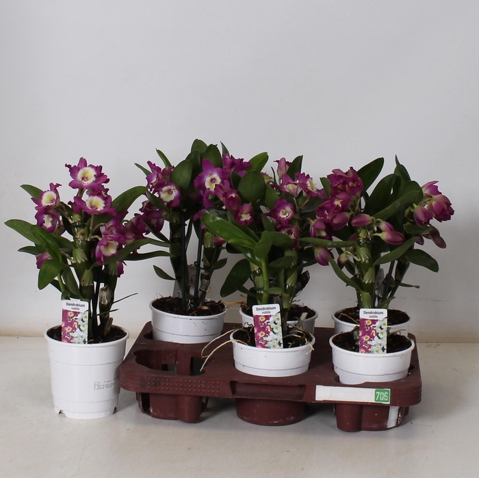 <h4>DEND NOBILE</h4>