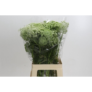 Ammi Visnaga