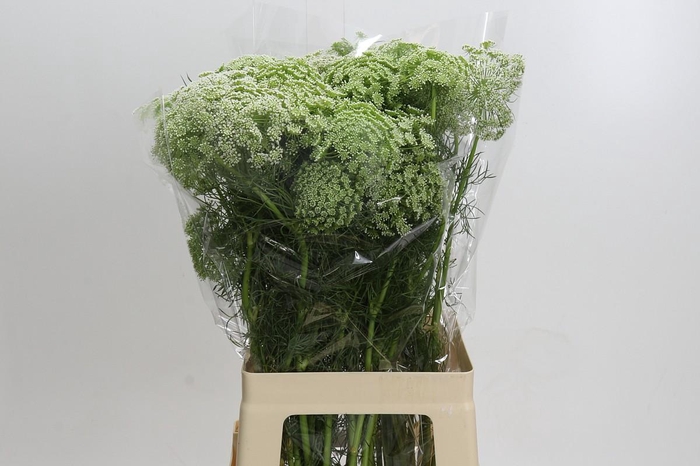 <h4>Ammi Visnaga</h4>