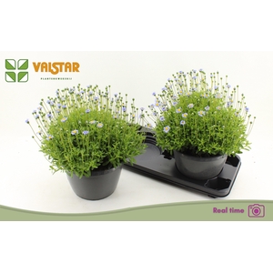 FELI AM FELICIT BLUE