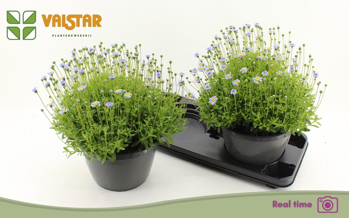 <h4>FELI AM FELICIT BLUE</h4>