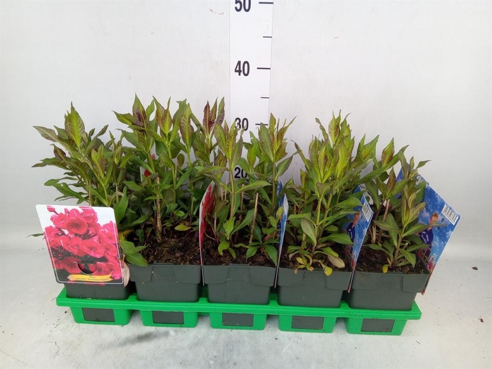 <h4>Phlox panic.</h4>