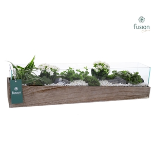 Aquarium Large met Arrangement