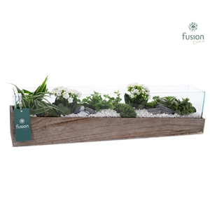 Aquarium Large met Arrangement