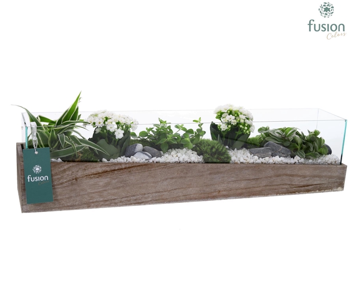 <h4>Aquarium Large met Arrangement</h4>