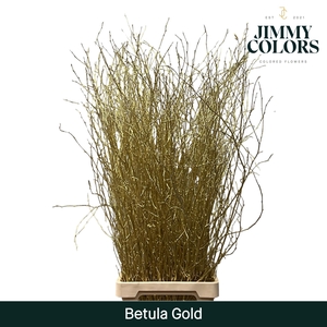 Betula L120 Mtlc. Gold