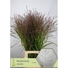 Panicum Warrior