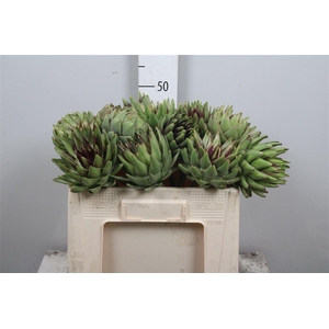 Cynara Scolymus