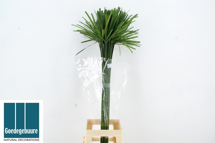 <h4>CYPERUS GLABER</h4>