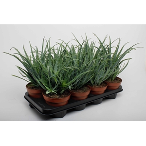 ALOE ARBORESCENS