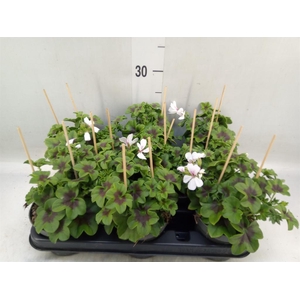 Pelargonium pelt. 'VilleDresden'