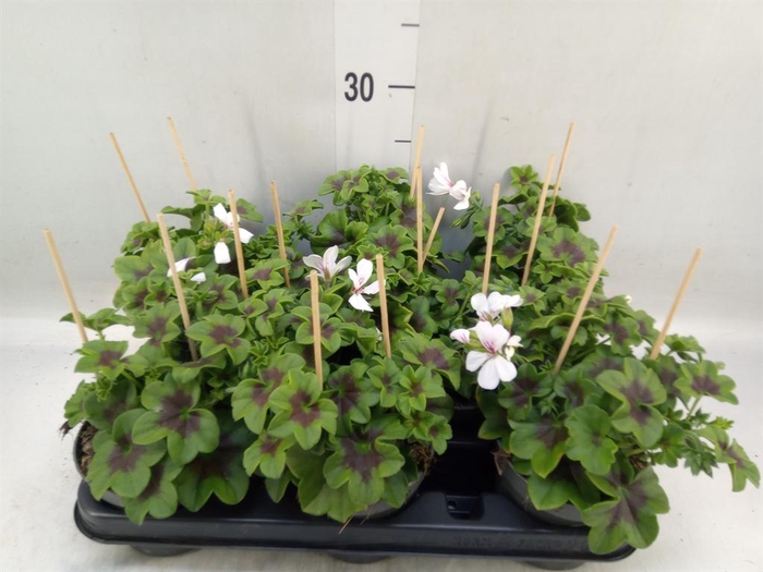 <h4>Pelargonium pelt. 'VilleDresden'</h4>