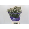 Limonium sinensis White Diamond