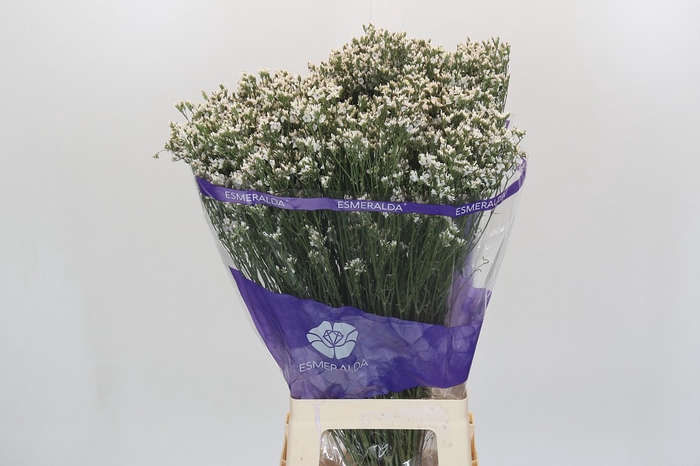 <h4>Limonium sinensis White Diamond</h4>