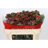 Hypericum True Romance Spray