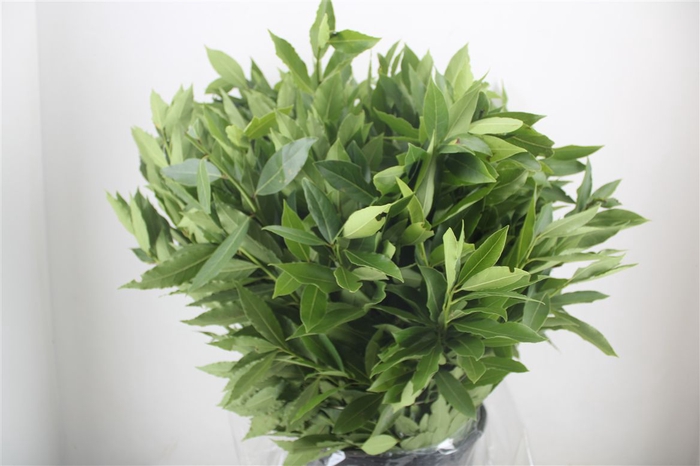 <h4>Laurier 400gr P Bunch</h4>