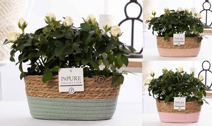 <h4>2x Rosa white in P&PURE Fieldbasket 7</h4>