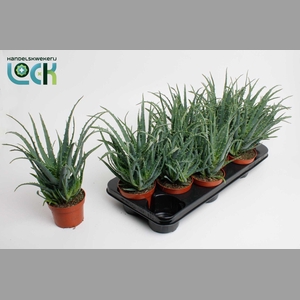 ALOE ARBORESCENS